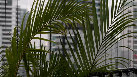 Hojas-De-La-Planta-De-Palma-Areca-Ondeando-En-El-Viento-En-Un-Balcón-De-Gran-Altura