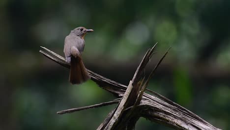 El-Papamoscas-Azul-De-La-Colina-Se-Encuentra-En-Un-Hábitat-De-Gran-Altura,-Tiene-Plumas-Azules-Y-Un-Pecho-Anaranjado-Para-El-Macho,-Mientras-Que-La-Hembra-Es-De-Color-Marrón-Canela-Pálido-Y-También-Con-Un-Pecho-Anaranjado-En-Transición