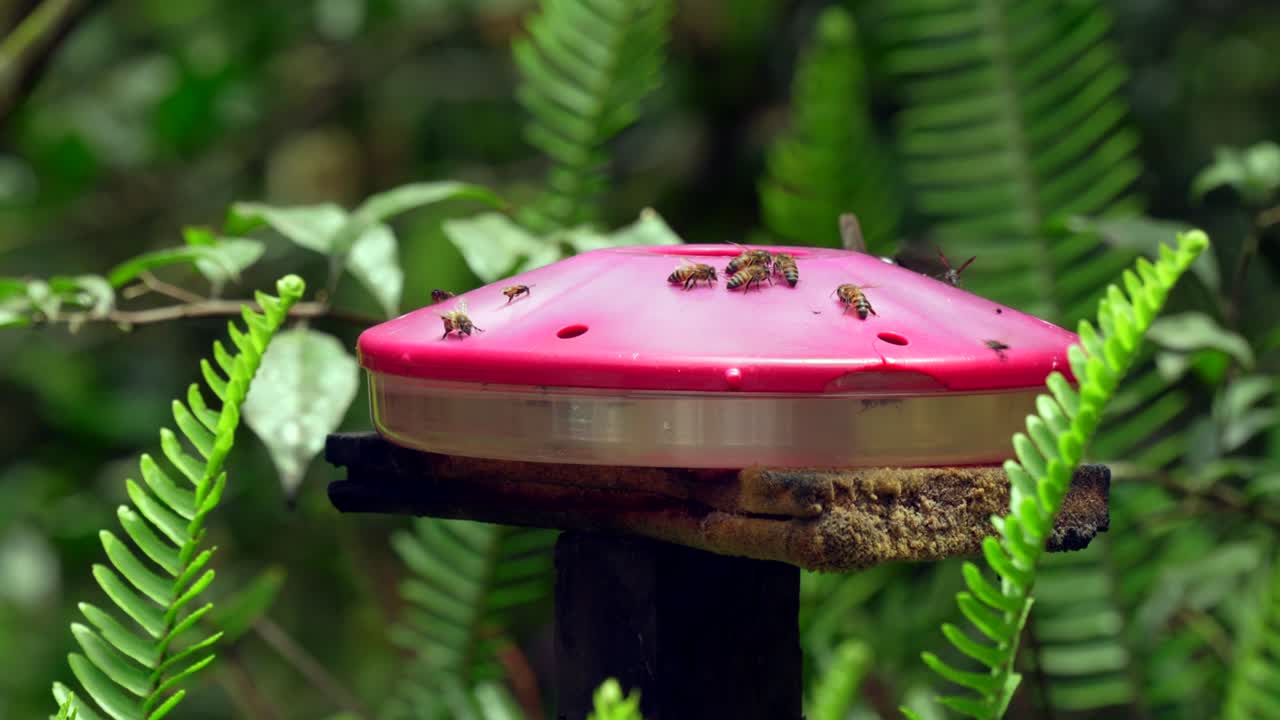 colibríes y abejas beben de un alimentador de azúcar en ecuador, américa del sur