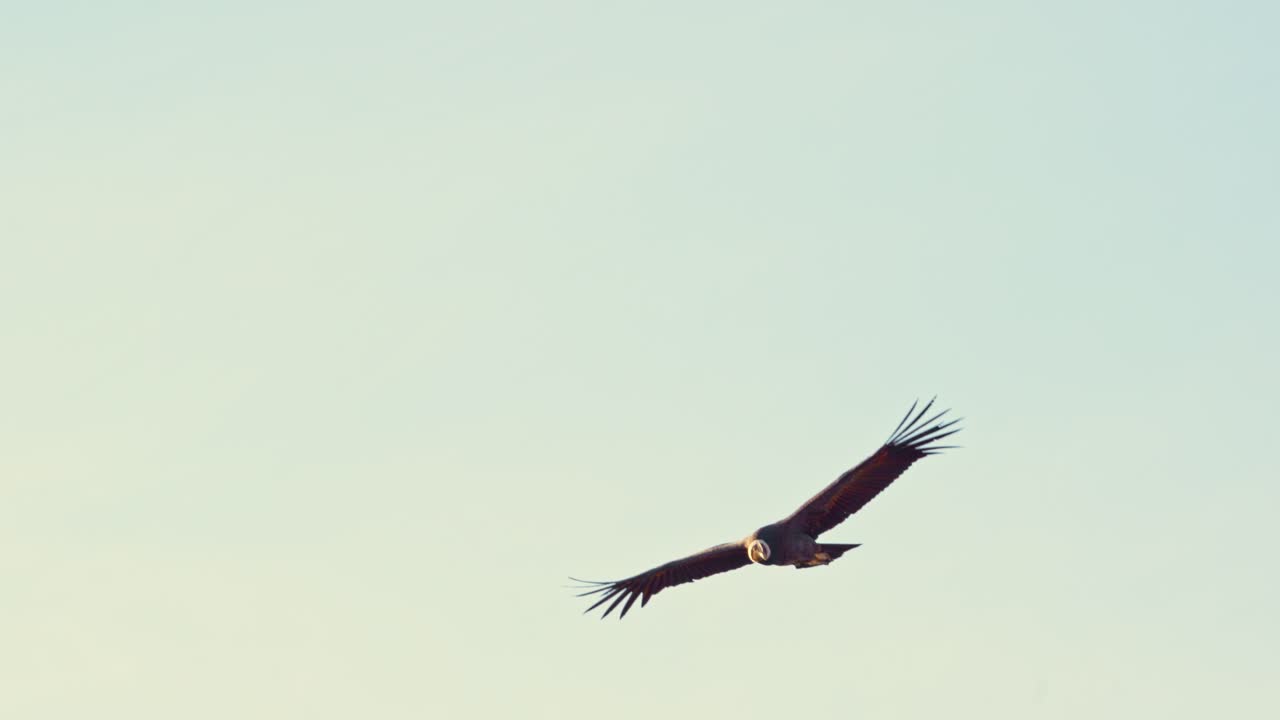 cóndor andino en su hábitat natural sobre las montañas de merlo, san luis, argentina