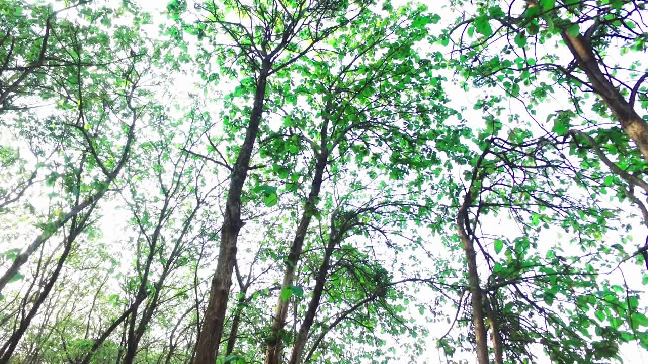 觀點,在森林中的樹木旋轉拍攝