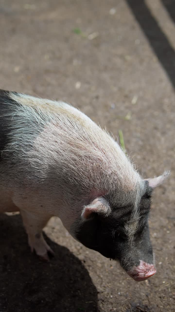 바닥에 있는 돼지