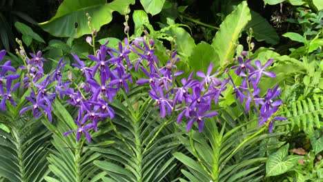 abloom 자주색 파란색 난초 aranda wan chark kuan, 클로즈업