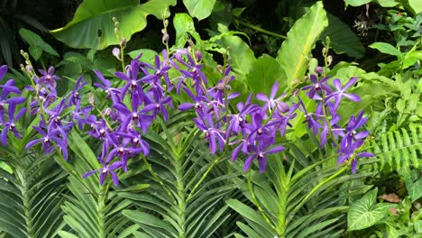 abloom purple-blue orchid aranda wan chark kuan , close up