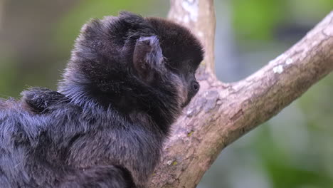 un mono goeldi en la rama de un árbol, mirando a su alrededor - cerrar