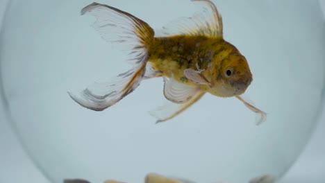 Goldfisch-In-Einem-Goldfischglas,-Nahaufnahme-In-Zeitlupe