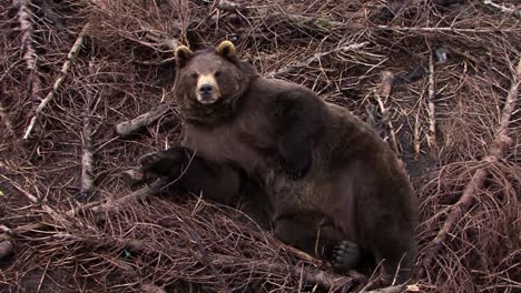 zooming out from the bear's head that is sitting on a pile of cut pines