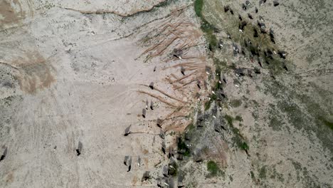 vista aérea superior sobre el rebaño de ovejas blancas y negras en el desierto
