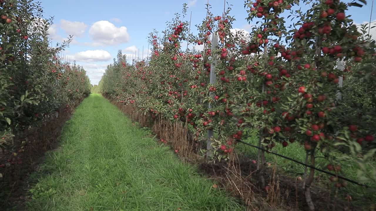 red apples are ripening on trees in the garden in the summer. Path between the rows of apples in the field is sowned with green grass. Camera motion forward