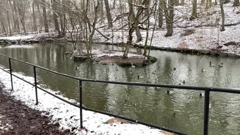 nevando afuera en el lago del pato del parque