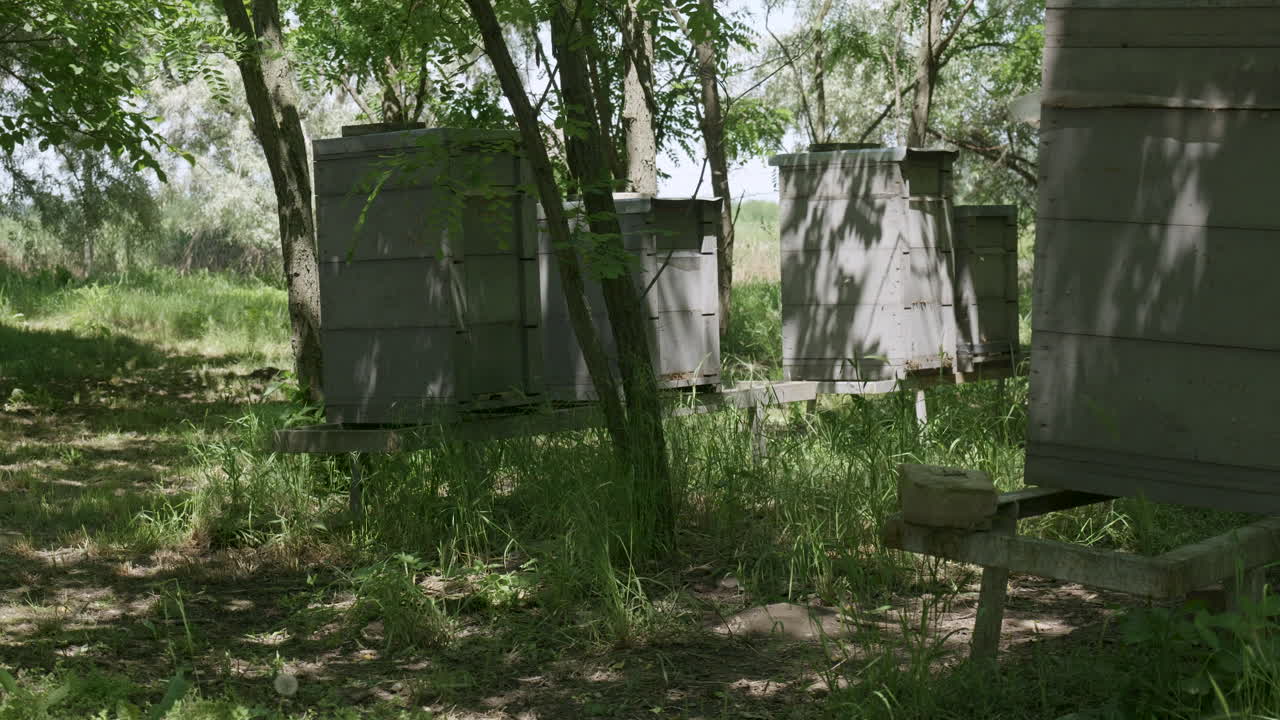 Beehives in shaded rural apiary
