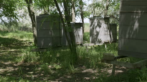 beehives in shaded rural apiary
