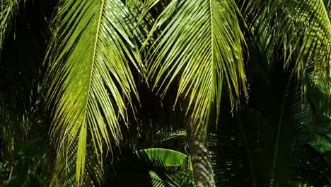 la sombra moteada bajo un bosquecillo de palmeras de coco en un día templado