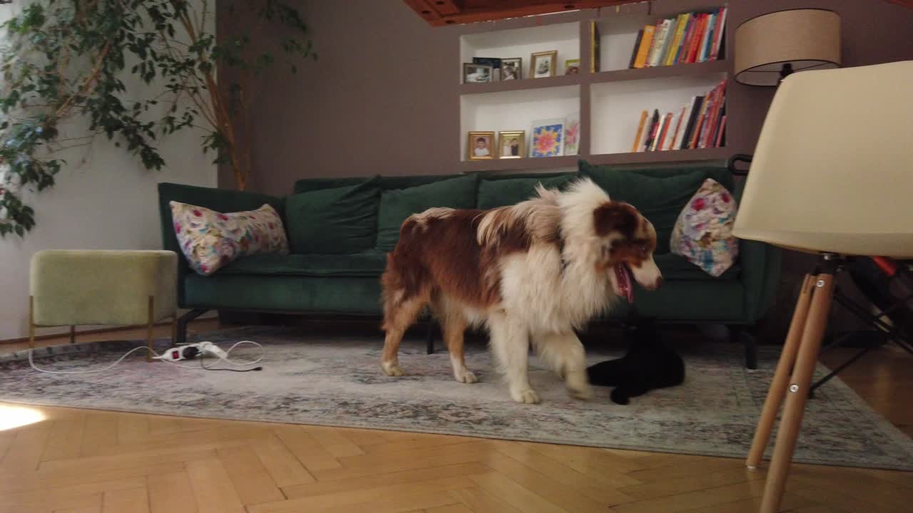 Lek mellom en katt og en hund.