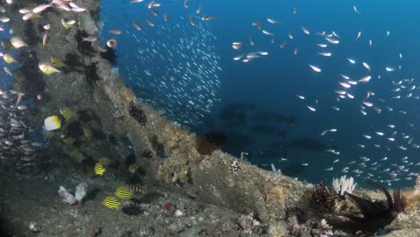 Bancos-De-Peces-Coloridos-Y-Brillantes-Buscan-Refugio-Dentro-De-Una-Estructura-Submarina-En-Las-Profundidades-Del-Océano.