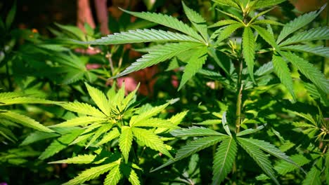 planta de cannabis: la luz del sol golpea las hojas verdes de la planta de marihuana que crece en la naturaleza y se balancea suavemente en el viento