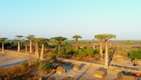 Aerial-drone-shot-of-wooden-houses-under-the-Beautiful-Baobab-trees-at-sunset-at-the-avenue-of-the-baobabs-in-Madagascar