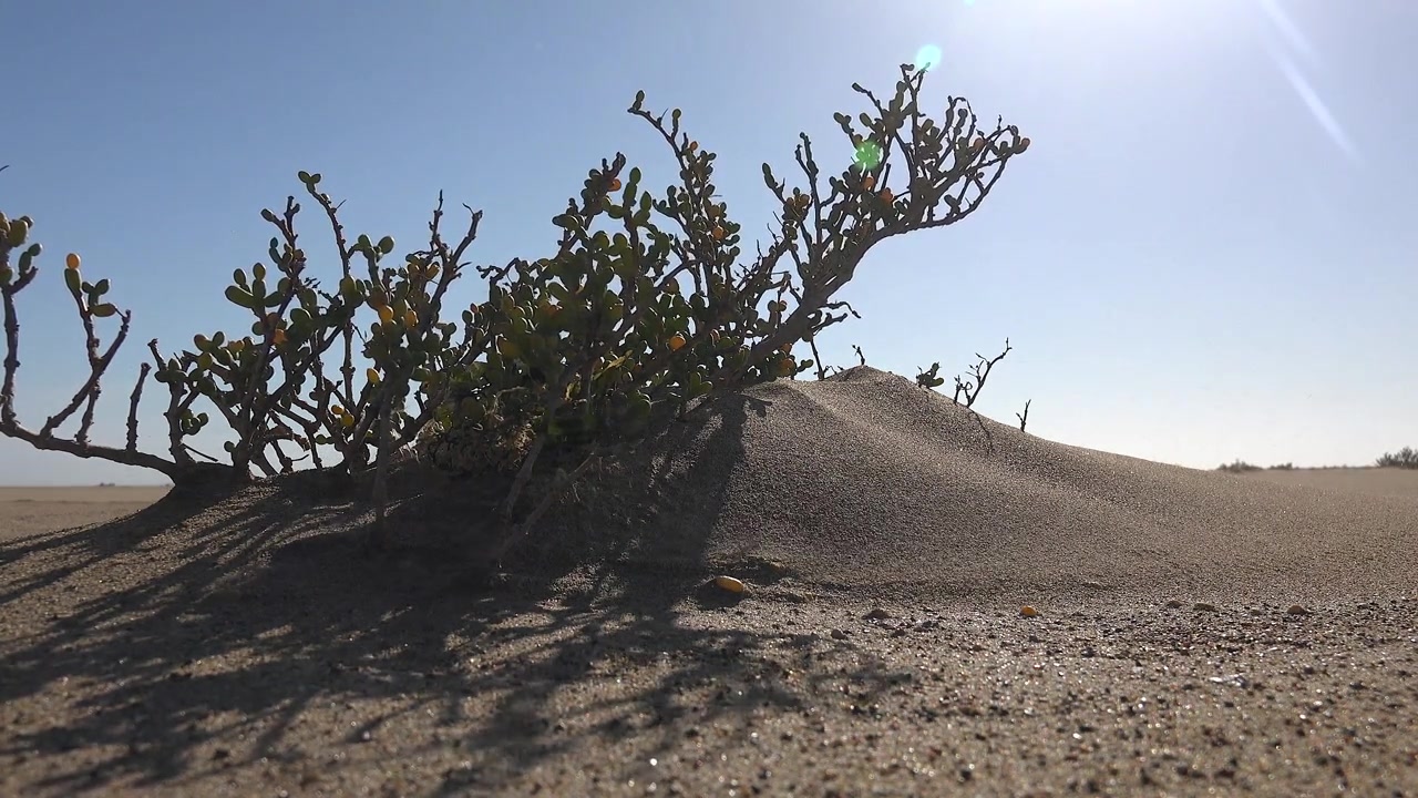 Piccola pianta del deserto che cresce su una duna di sabbia sotto il sole splendente.