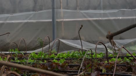 green house with salad planted in nursery for producing organic fresh food