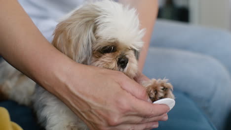 Vista-De-Cerca-De-Un-Perro-En-El-Sofá