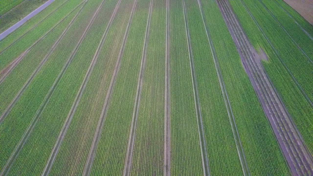 Panning up while flying backwards over lines crop field with city in the distance during sunset, Germany
