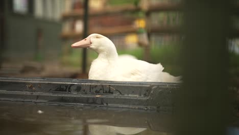 a slow-motion shot of a duck is drinking water