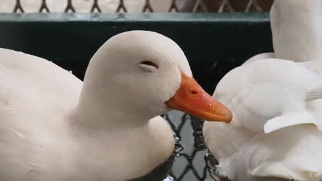 white duck in water