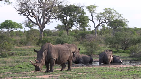 peaceful group of white rhinos by water in african bushland, wide view