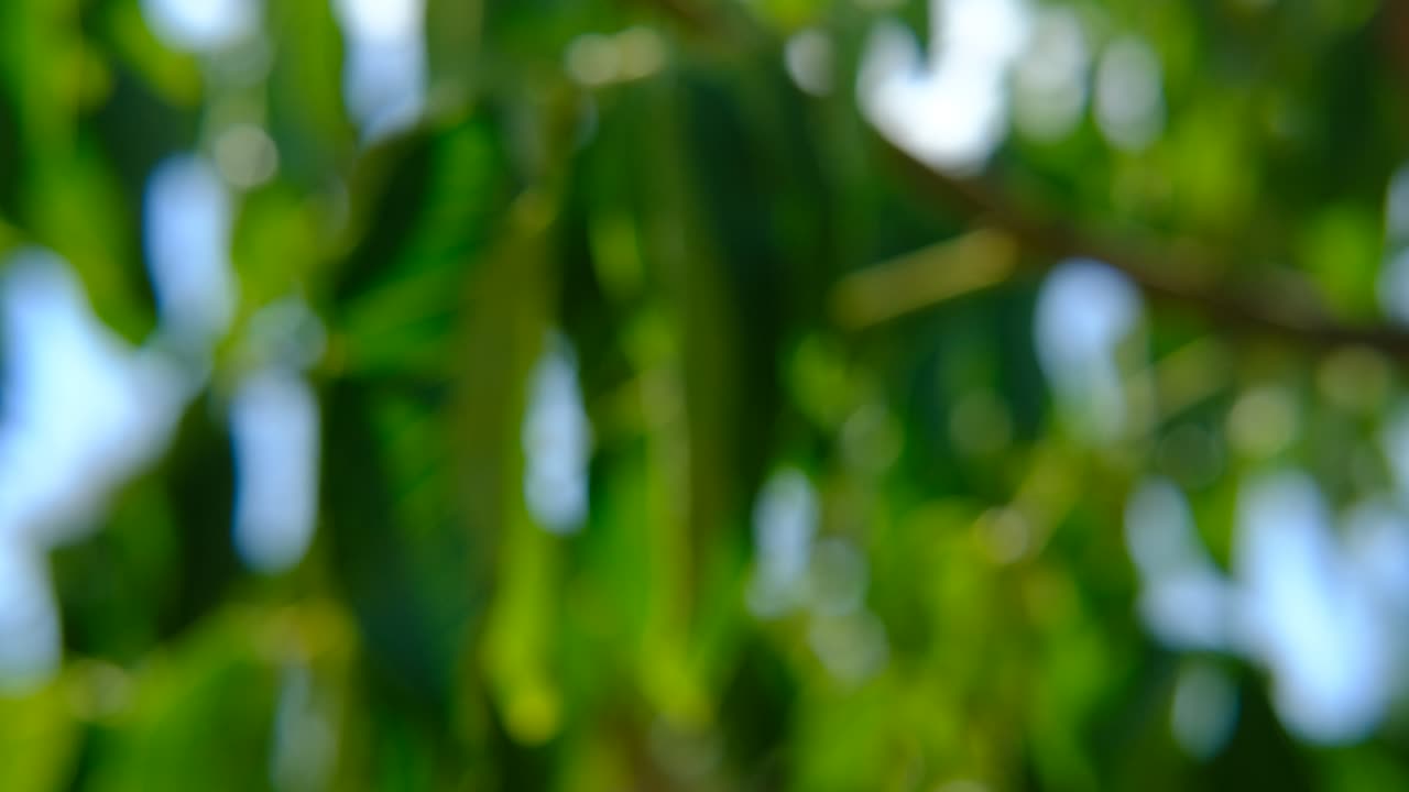 fuera de foco hojas verdes de fondo