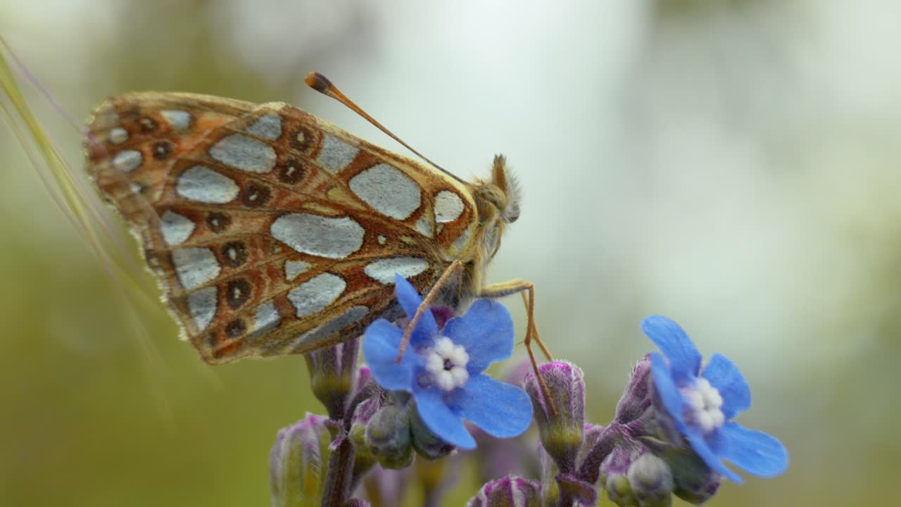 una mariposa elegantemente posada en una flor, empapándose de los suaves rayos del sol en un entorno natural tranquilo