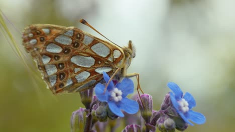 Una-Mariposa-Se-Posa-Elegantemente-Sobre-Una-Flor,-Sumergiéndose-En-Los-Suaves-Rayos-Del-Sol-En-Un-Entorno-Natural-Tranquilo