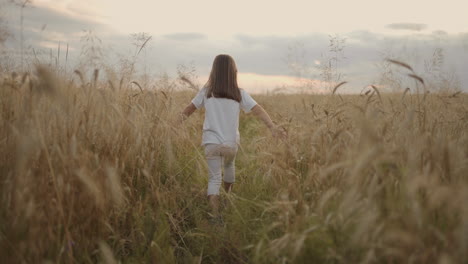 slow motion the camera follows a little girl of 4-5 years old running in a field of grain golden spikelets at sunset happy and free. happy childhood. hair develops in the sunlight