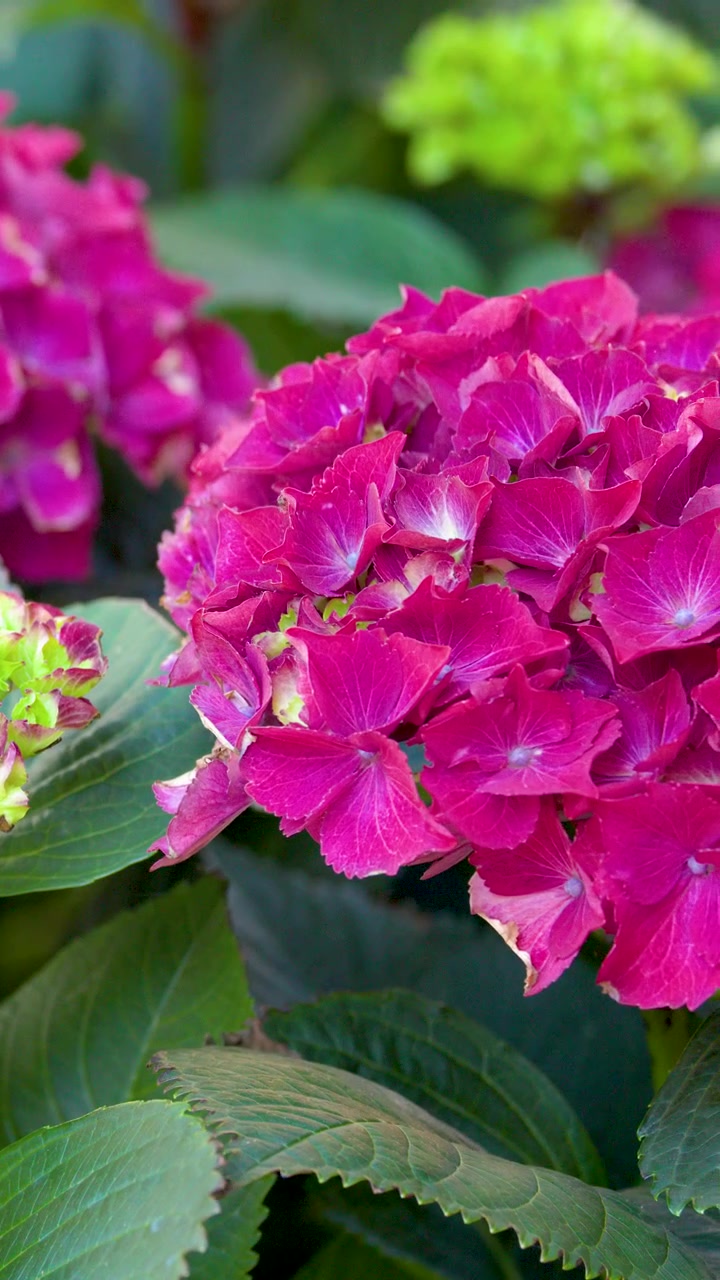 Close-up shot of pink hydrangea blossoms with green leaves in soft natural daylight.