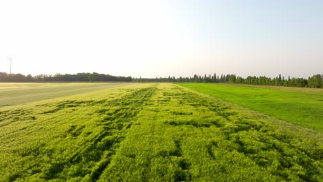 Flying-Over-The-Field-With-Green-Grass-Dancing-With-The-Wind-During-Summer