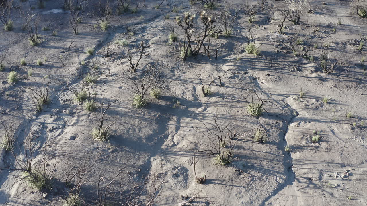 Arid Desert Landscape with Sparse Vegetation