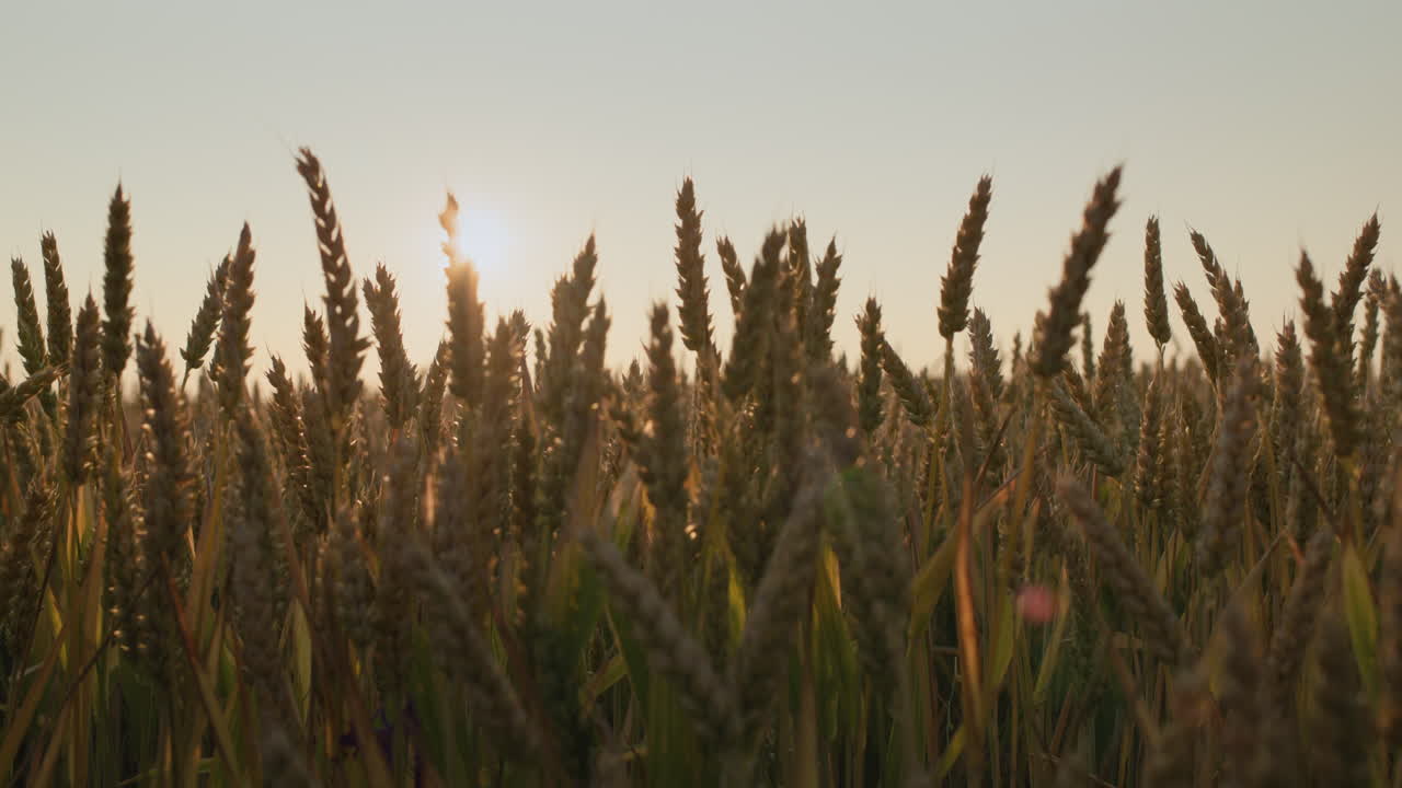 Ears of ripe wheat sway in the wind at sunset
