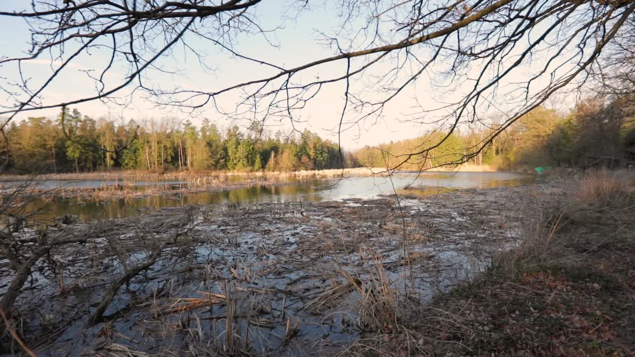Branch close up above lake water shore in autumn season at sunny day