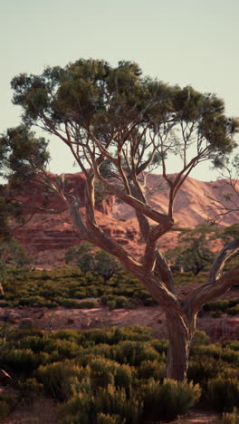 un solo árbol en un desierto rojo con un cielo azul