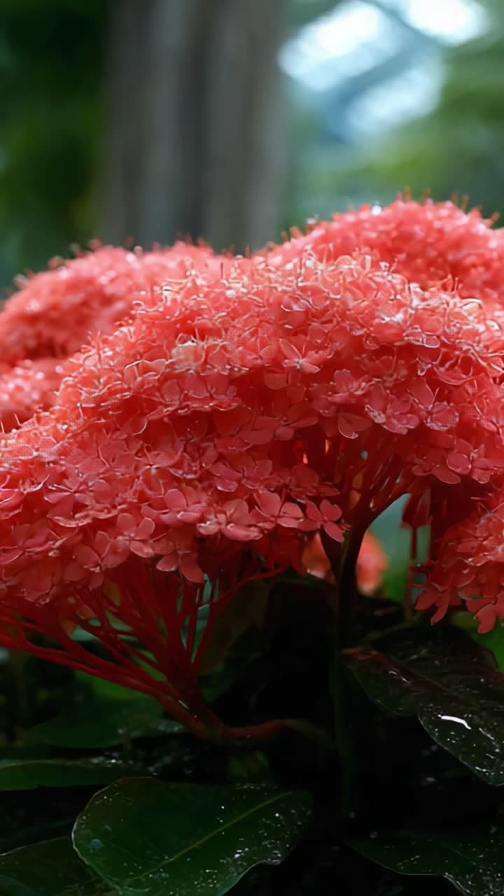 Vibrant Coral Blossoms: A Close-Up Exploration of Nature's Beauty Captured in Two Frames of Lush Floral Serenity and Delicate Petals Draped in Dew