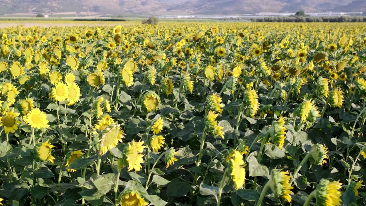 imágenes de paisajes constantes de una granja de girasoles.