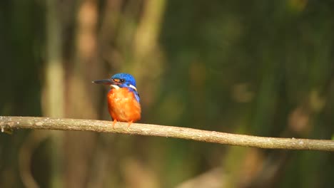 Un-Martín-Pescador-De-Orejas-Azules-Casualmente-Parado-En-Una-Pequeña-Rama