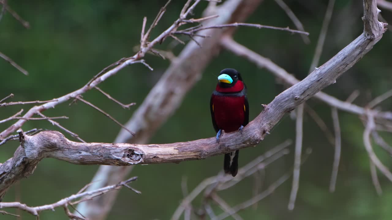 frente a la cámara mirando hacia la izquierda y luego hacia la derecha mientras mira hacia la cámara, pico ancho negro y rojo, cymbirhynchus macrorhynchos, parque nacional kaeng krachan, tailandia