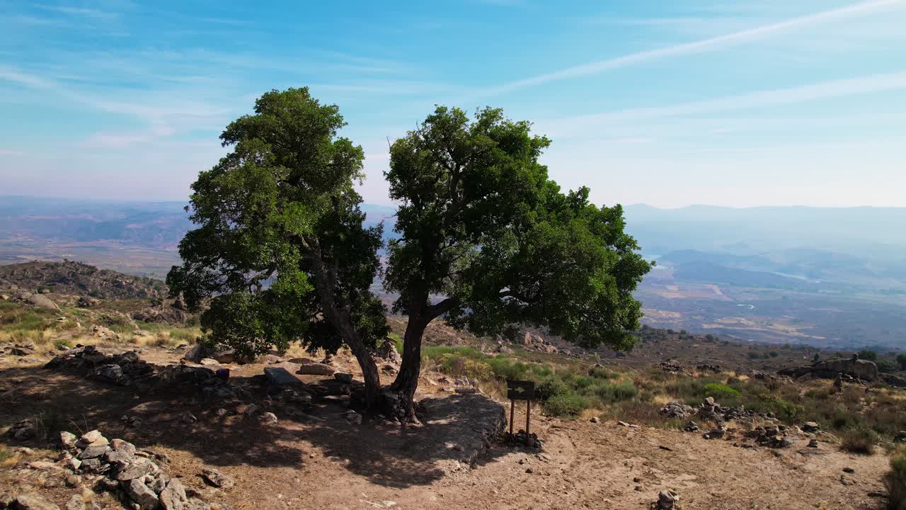 Albero solitario sulle montagne.