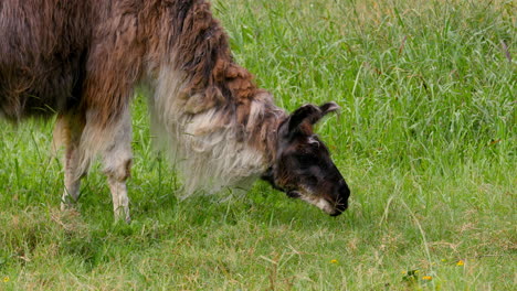 Mittlere-Nahaufnahme-Eines-Lamas,-Das-Auf-Einer-Weide-Auf-Gras-Grast