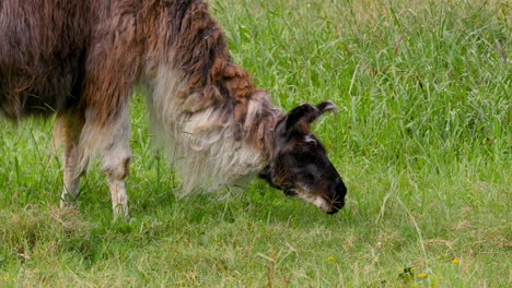 Medium-close-up-of-a-Llama-as-it-grazes-on-grass-in-a-pasture