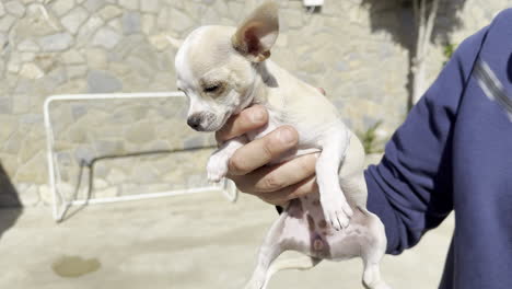 small chihuahua puppy held gently in human hands with a stone wall backdrop