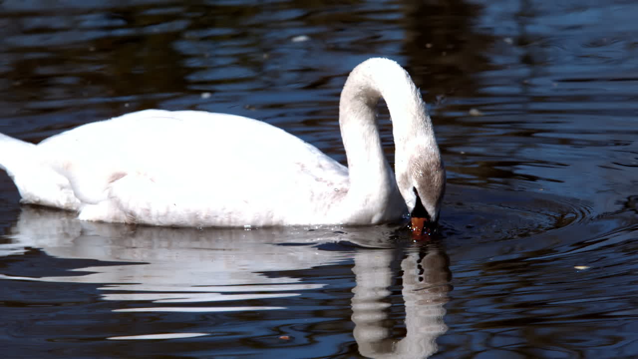 cisne sumergiendo la cabeza en el lago