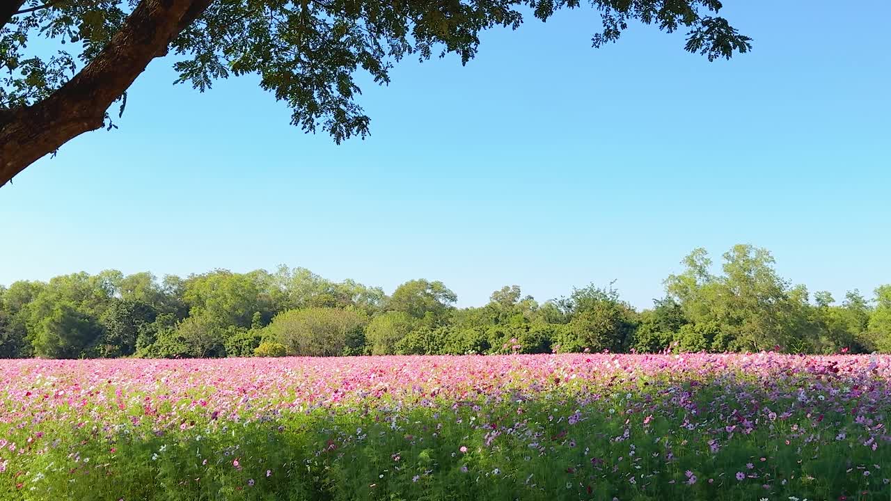 은 파란 하늘 아래 활기찬 꽃