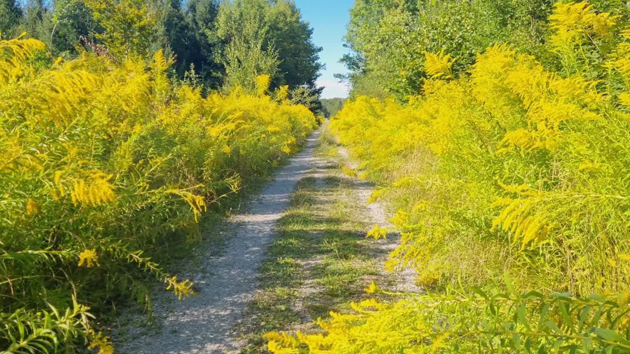 Walking along a sunny forest path in Bremgarten, Bern, Switzerland, overgrown with yellow-blooming goldenrod (Solidago canadensis), showing the spread of this invasive plan