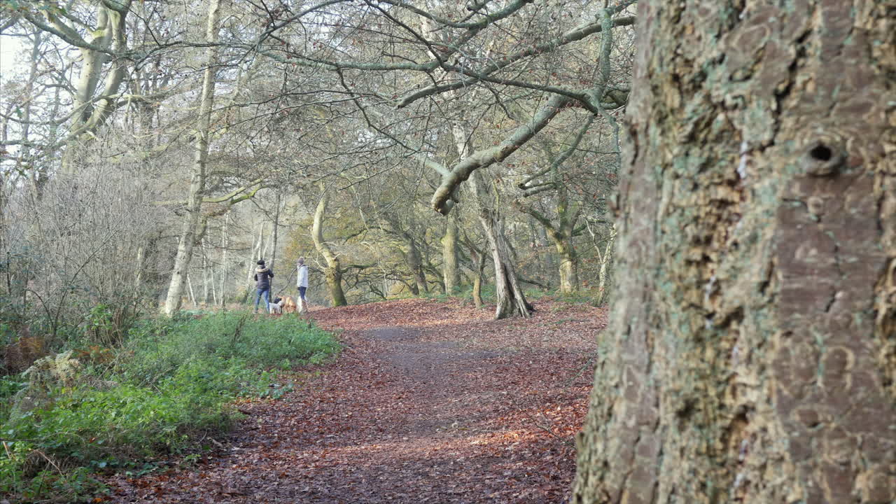 Two women in the distance, taking their dogs for a walk in the beautiful countryside.